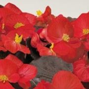 Begonia semperflorens  Marsala Scarlet